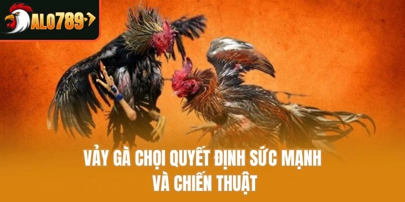 Vảy gà chọi quyết định sức mạnh và chiến thuật