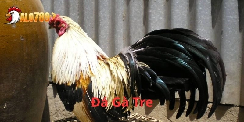 Bí Quyết Tuyển Chọn 7 Giống Đá Gà Tre Nổi Tiếng Nhất