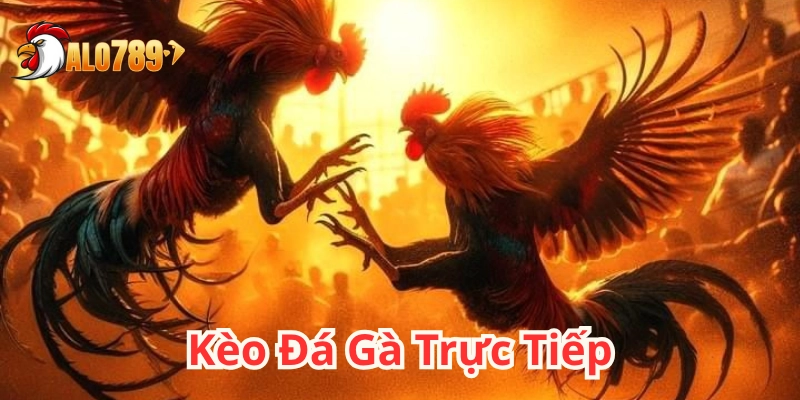 Kèo Đá Gà Trực Tiếp – Bắt tỷ lệ vàng, thắng lớn dễ dàng