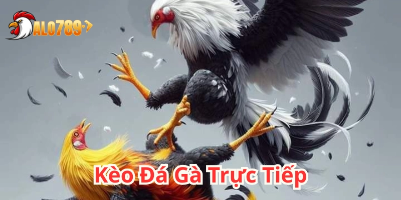 Kèo Đá Gà Trực Tiếp – 5 Bí quyết xem kèo chuẩn như cao thủ